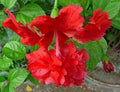 Seeds Flower Plant