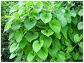 Seeds Beautiful Giloy/Heart-Leaf Live Plant with Pot Pack of 1