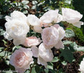 Seeds Rose Plant