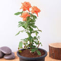 Seeds Rose Flower Plant