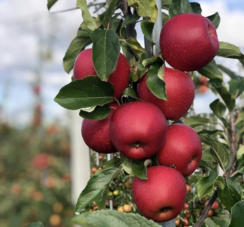 Seeds Apple Plant