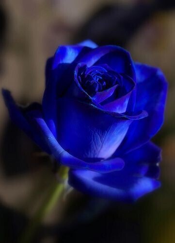 Seeds Unique Blue Rose Plant