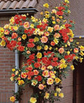 Seeds Flower Plant