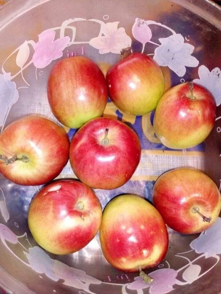 Seeds Apple Plant